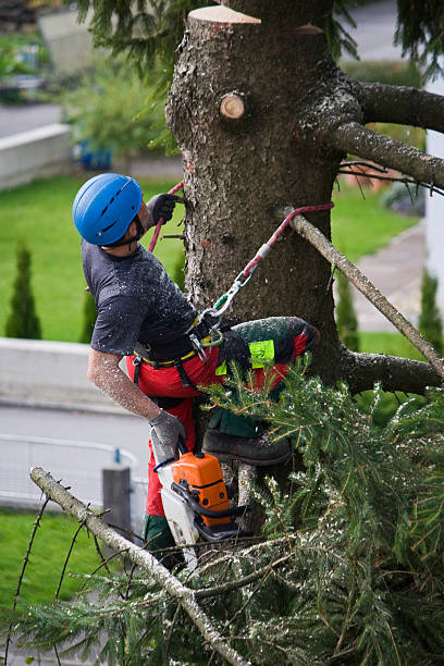 How Our Tree Care Process Works  in  Kingston Estates, NJ